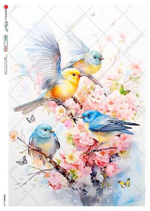 ANIMALS_0241
