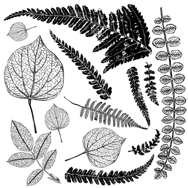 FRONDS