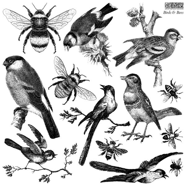 Birds & Bees