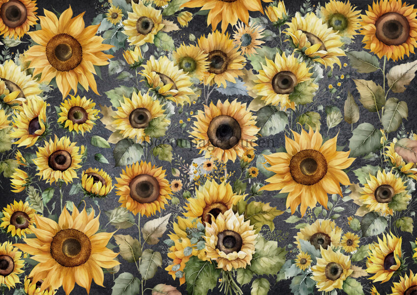 Field of Sunflowers