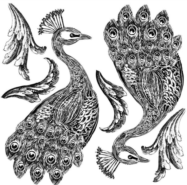 Pavo